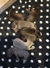 7 Staffordshire Bull Terrier Pups Contact us at email humblepets8@gmail.com