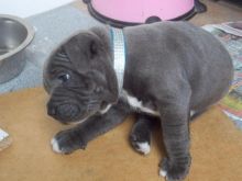 Full Microchipped, Staff Puppies Text us at 346 360 2211