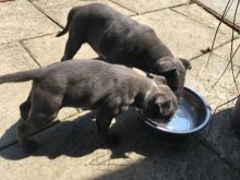 Gorgeous Blue Staffy Puppies Read The Description text us at 346 360 2211