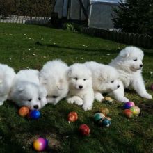 House Trained Samoyed Puppies Contact us at email humblepets8@gmail.com