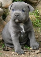 KC registered Staffordshire Bullterrier Puppies