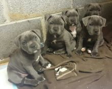 Staffy Bull Terrier Pups Contact us at email humblepets8@gmail.com or text us at 346 360 2211