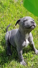 Stuffy Staffordshire Bull Terrier email humblepets8@gmail.com