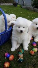 White Samoyed Puppies For Sale Text us at 346 360 2211