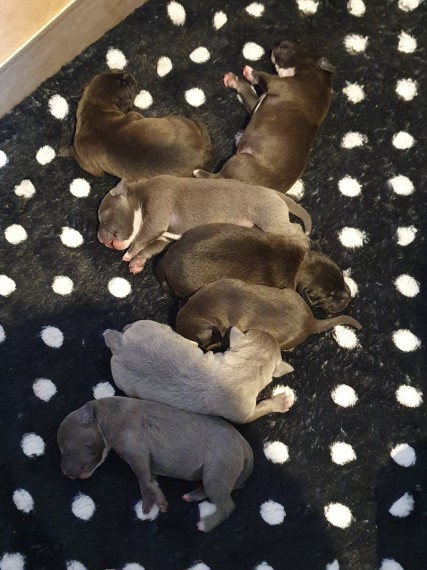 7 Staffordshire Bull Terrier Pups Contact us at email humblepets8@gmail.com Image eClassifieds4u