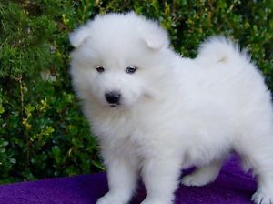 Beautiful Blue Stuffy Contact us at email humblepets8@gmail.com or text us at 346 360 2211 Image eClassifieds4u