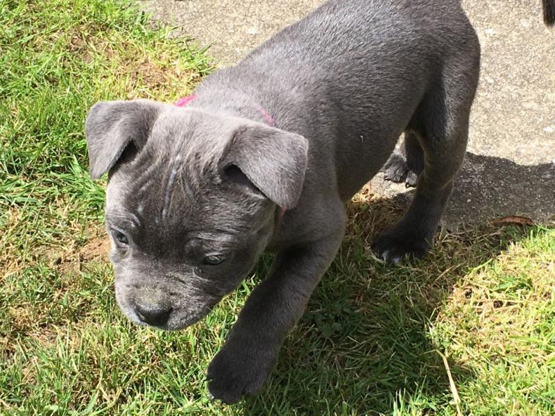 Blue Male Staffy To Be Rehomed Text us at 346 360 2211 Image eClassifieds4u