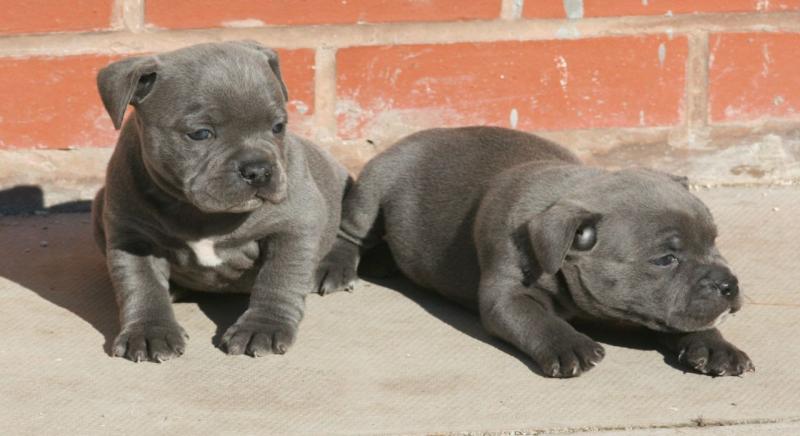 Blue Staffordshire Bull Terrier Contact us at email humblepets8@gmail.com Image eClassifieds4u