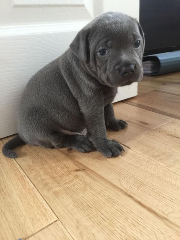 Blue Staffordshire Bull Terrier Contact us at email humblepets8@gmail.com Image eClassifieds4u