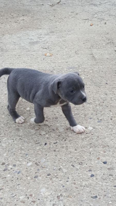Blue Staffordshire Bull Terrier Puppies Image eClassifieds4u