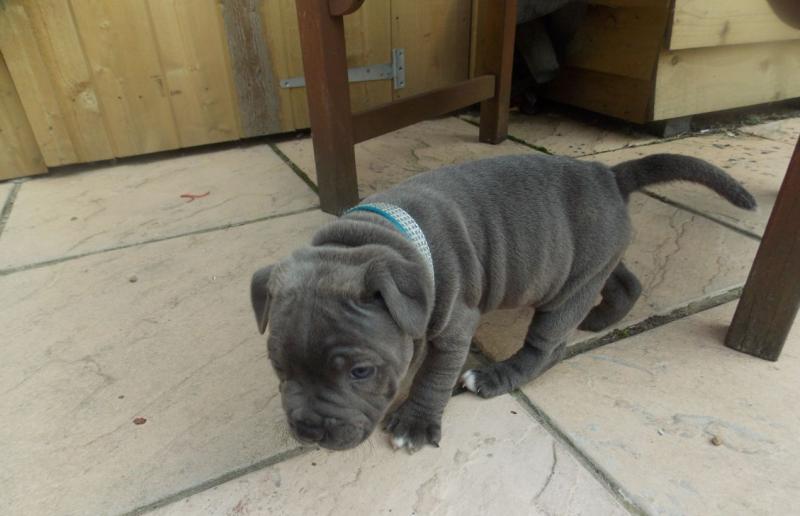 Blue Staffy Pups For Sale text us at 346 360 2211 Image eClassifieds4u