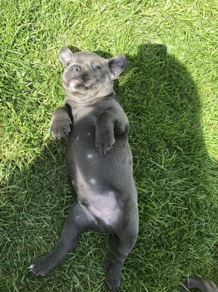 Kc Blue Stafford Bull Terrier text us at 346 360 2211 Image eClassifieds4u