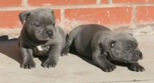3 Staffordshire Bull Terrier Puppies Contact us at email humblepets8@gmail.com Image eClassifieds4u 2