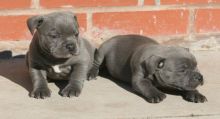 Blue Staffordshire Bull Terrier Contact us at email humblepets8@gmail.com Image eClassifieds4u 2