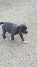 Blue Staffordshire Bull Terrier Puppies Image eClassifieds4U
