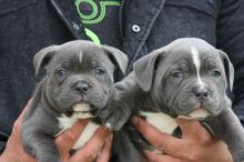 Edmonton Staffordshire Bull Terrier Email humblepets8@gmail.com or Text us at 346 360 2211 Image eClassifieds4u 1