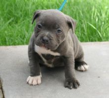 Highest Champion Staffordshire Bull Terrier Contact us at email humblepets8@gmail.com Image eClassifieds4u 2