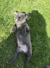 Kc Blue Stafford Bull Terrier text us at 346 360 2211 Image eClassifieds4u 1