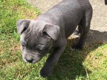 Staffy Bull Terrier Pups Contact us at email humblepets8@gmail.com or text us at 346 360 2211 Image eClassifieds4u 2