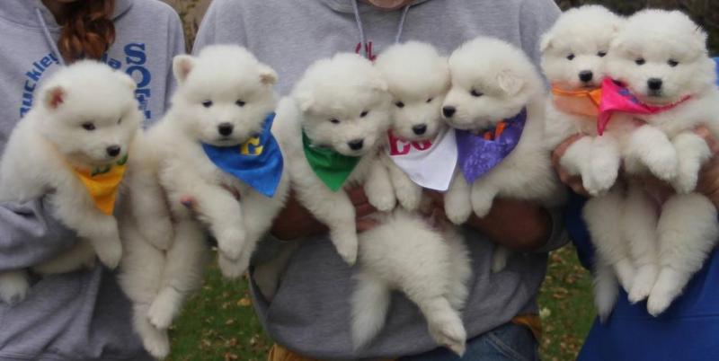 White Samoyed Puppies For Sale Text us at 346 360 2211 Image eClassifieds4u