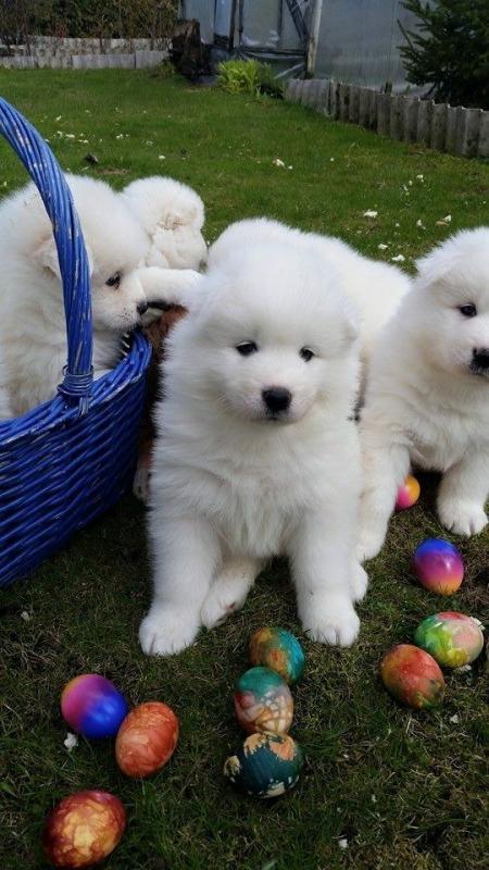 White Samoyed Puppies For Sale Text us at 346 360 2211 Image eClassifieds4u