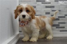 Male and female Cavapoo puppies for pet lovers.