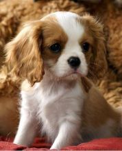 These marvelous male and female Cavalier King Charles puppies looking