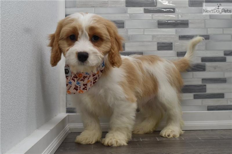Male and female Cavapoo puppies for pet lovers. Image eClassifieds4u