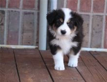 A.K.C registered Charming Australian Shepherd puppies available for adoption