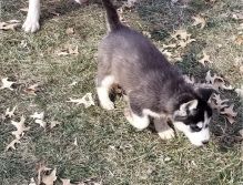 Adorable Siberian Husky puppies available for new homes