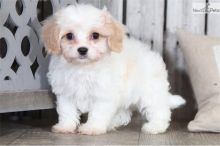 Amazing male and female Cavapoo puppies available