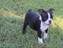Beautiful AKC registered Boston terrier puppies available for your home.