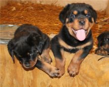 Cute and lovely male and female Rottweiler puppies available for adoption