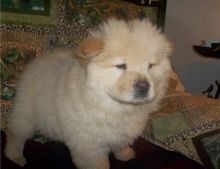 Nice and lovely A.K.C registered male and female Chow Chow puppies Available