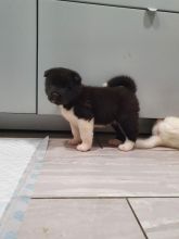 Offering : Precious Chihuahua puppies