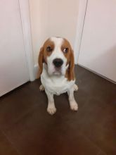 Offreing : Gorgeous tri-colored Beagle puppies for adoption