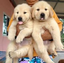 Super adorable male and a female Golden Retriever puppies available