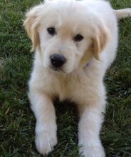 Two beautiful golden retriever