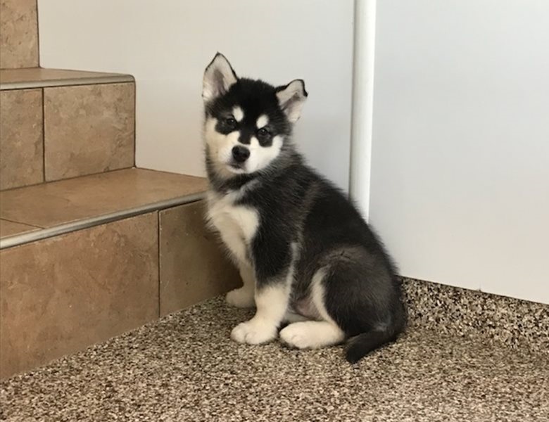 Amazing Alaskan Malamute pups ready Image eClassifieds4u