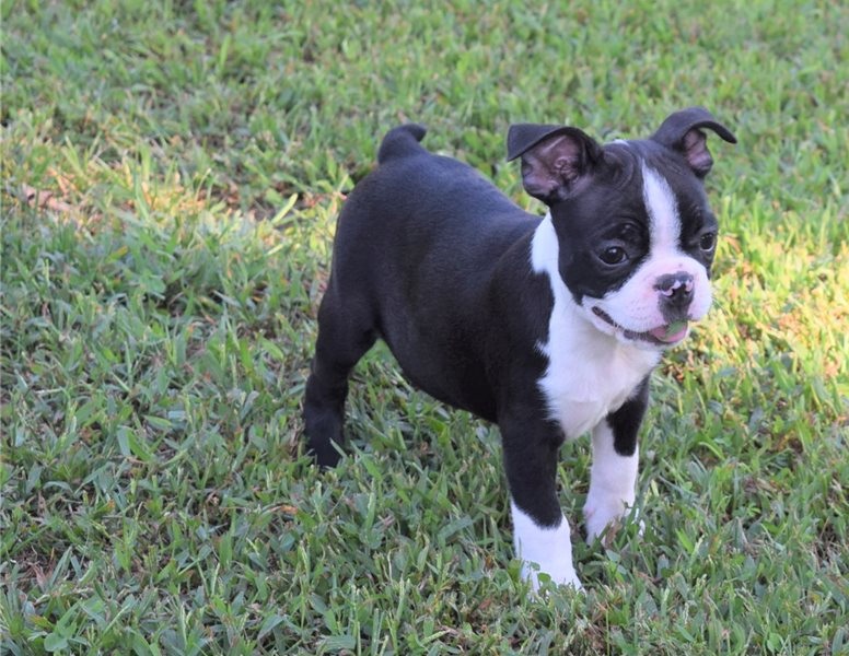 Beautiful AKC registered Boston terrier puppies available for your home. Image eClassifieds4u