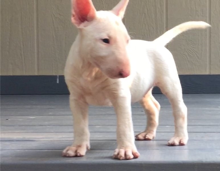 Healthy Male and Female Bull terrier puppies looking for a good home Image eClassifieds4u