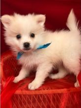 Healthy Home raised male and female Pomeranian puppies available Image eClassifieds4U