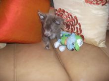 Offering : Precious Chihuahua puppies Image eClassifieds4u 2