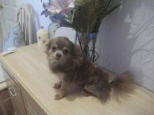 Offering : Precious Chihuahua puppies Image eClassifieds4u 4