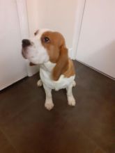 Offreing : Gorgeous tri-colored Beagle puppies for adoption Image eClassifieds4u 2