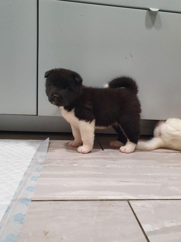 Offering : Precious Chihuahua puppies Image eClassifieds4u