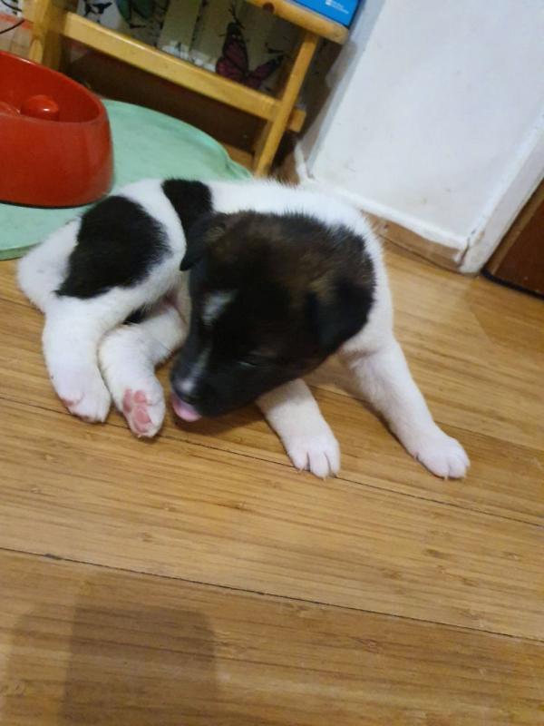 Offering : Precious Chihuahua puppies Image eClassifieds4u