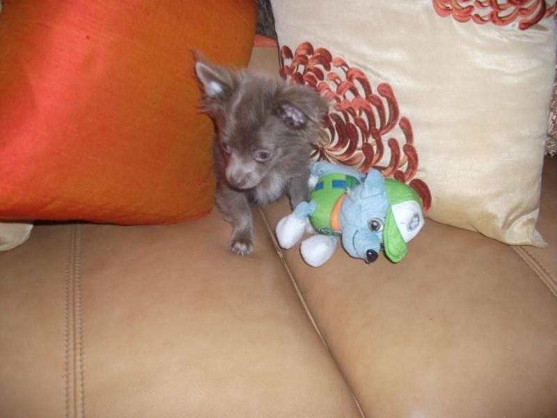Offering : Precious Chihuahua puppies Image eClassifieds4u