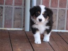 Adorable male and female Australia shepherd puppies