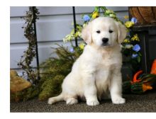 Cute male and female Golden retriever Puppies available